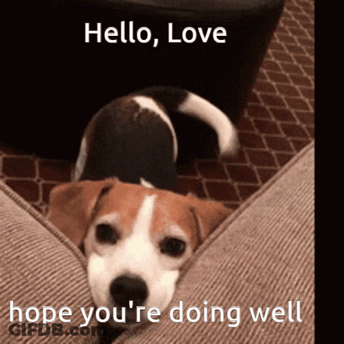 Brown And White Dog Laying On Couch Saying Hello Love GIF