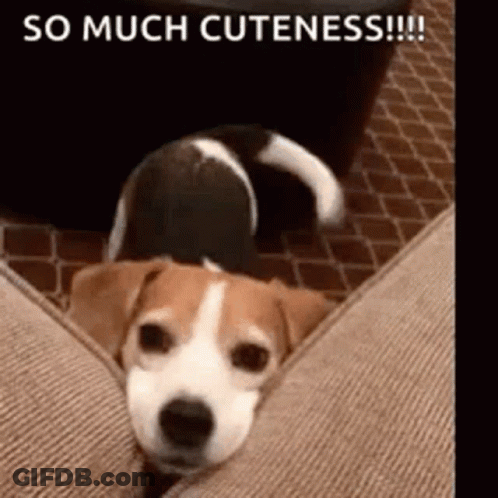 Brown And White Dog Laying On Couch So Much Cuteness GIF