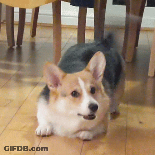 Brown And White Dog Laying On Floor GIF