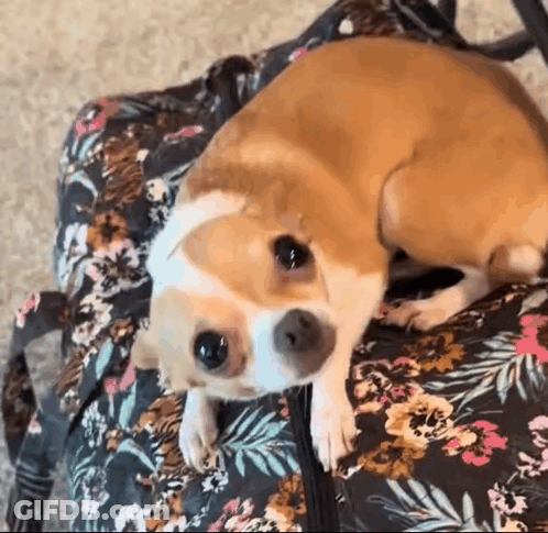 Brown And White Dog Laying On Floral Bag GIF