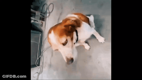 Brown And White Dog Laying On Ground GIF