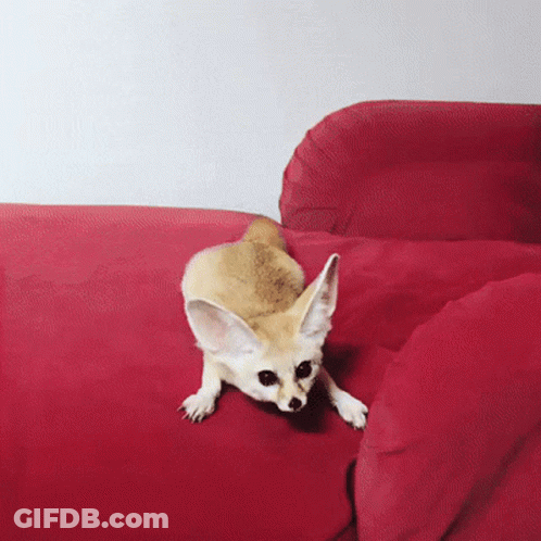 Brown And White Dog Laying On Red Couch GIF