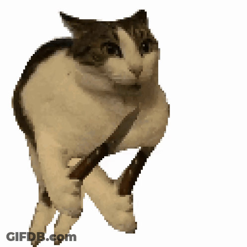 Brown And White Dog Looking At Camera GIF