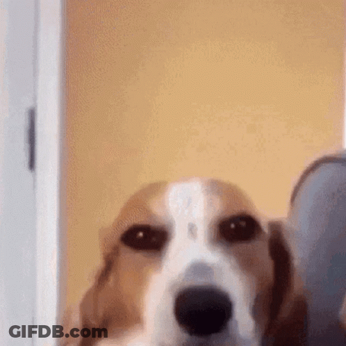 Brown And White Dog Looking At Camera In Doorway GIF