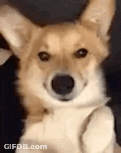 Brown And White Dog Looking At Camera GIF