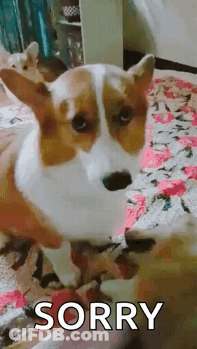 Brown And White Dog Looking At Camera GIF