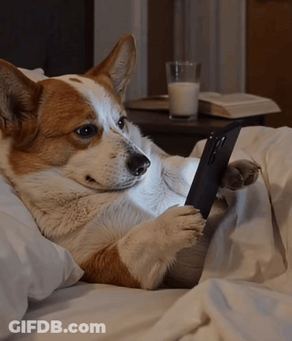 Brown And White Dog Looking At Phone GIF