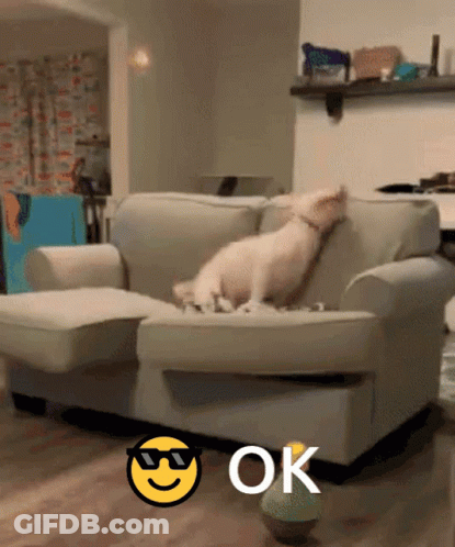 Brown And White Dog Looking At Phone On Bed GIF
