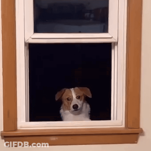 Brown And White Dog Looking Out Window GIF