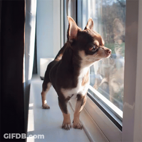 Brown And White Dog Looking Out Windowsill GIF