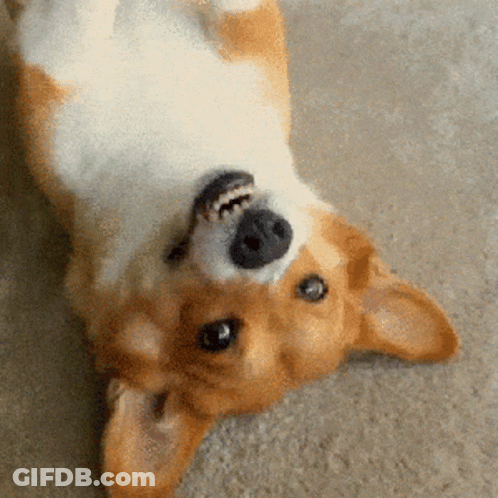 Brown And White Dog Lying On Back GIF