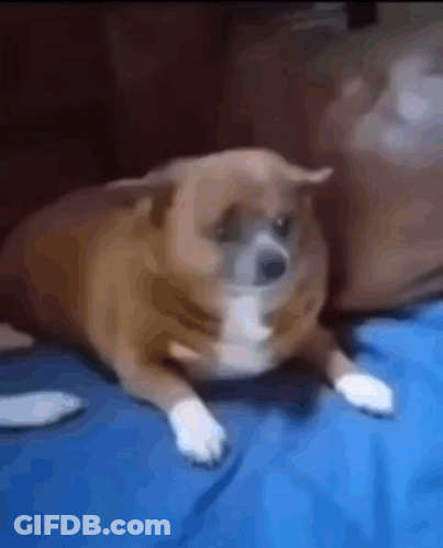 Brown And White Dog Lying On Blue Blanket GIF