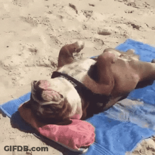 Brown And White Dog Lying On Blue Towel GIF