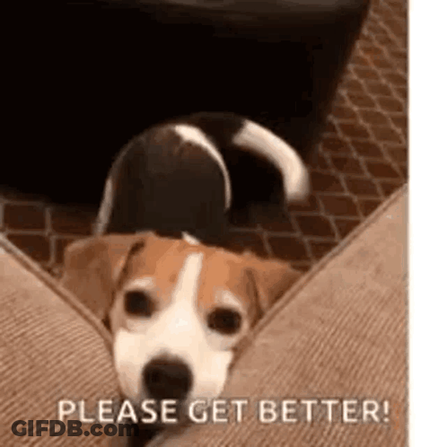 Brown And White Dog Lying On Couch Please Get Better GIF