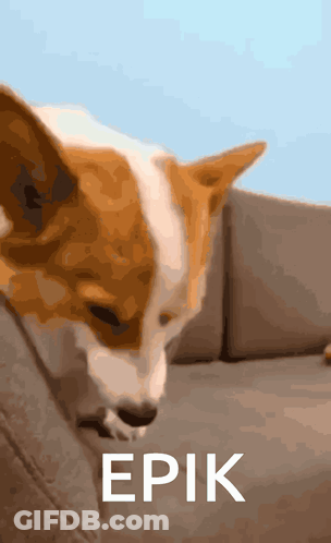 Brown And White Dog Lying On Couch Saying Epic GIF