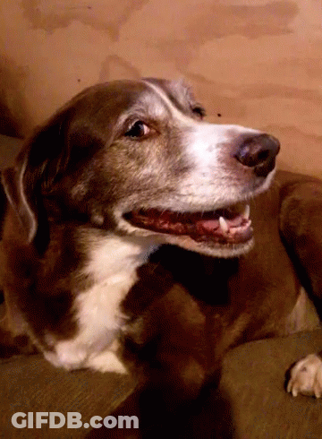 Brown And White Dog Lying On Couch GIF