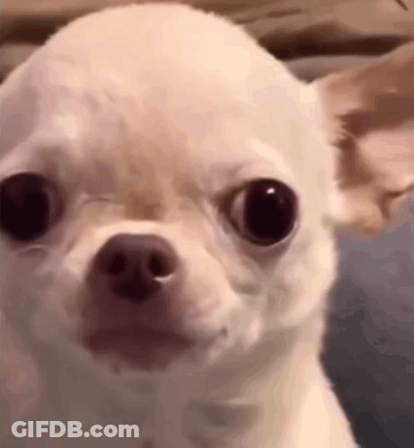 Brown And White Dog Lying On Floral Bag GIF