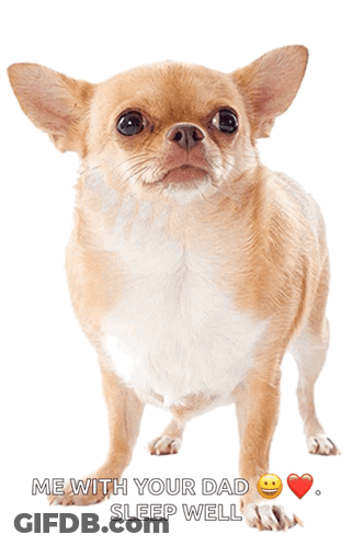 Brown-And-White Dog Me With Your Dad Sleep Well GIF