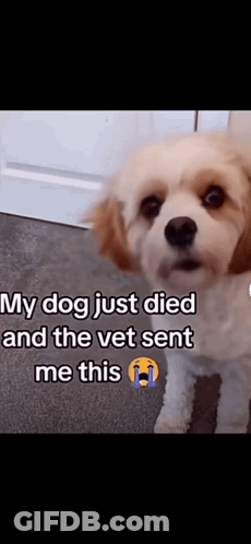 Brown And White Dog My Dog Just Died And The Vet Sent Me This GIF