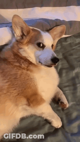 Brown And White Dog On Bed Looking At Camera GIF