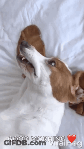 Brown And White Dog On Bed With Good Morning Viralhog GIF