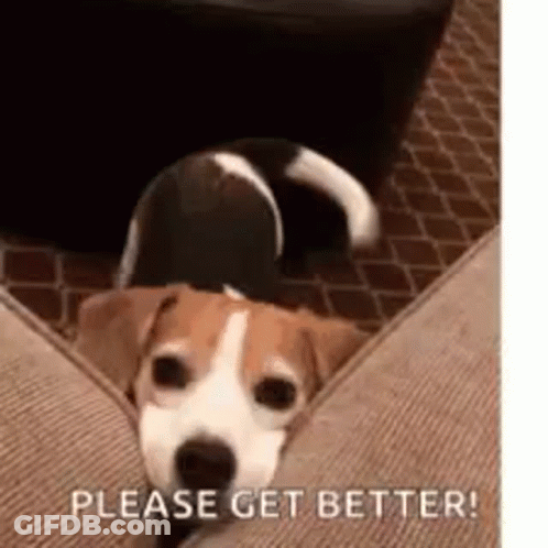 Brown And White Dog On Couch Begging GIF