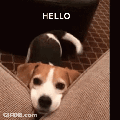Brown And White Dog On Couch Saying Hello GIF