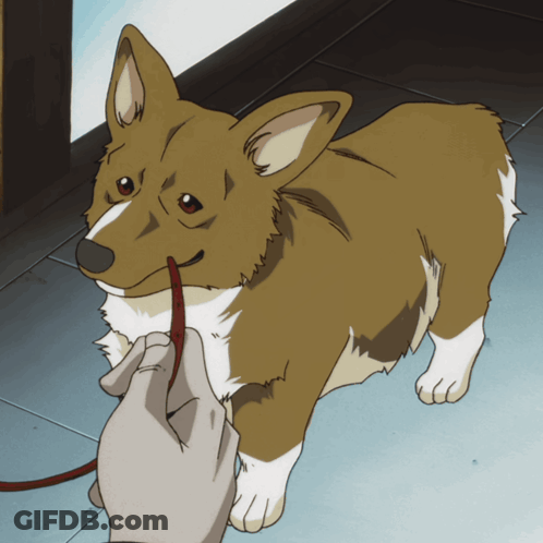 Brown And White Dog On Leash GIF