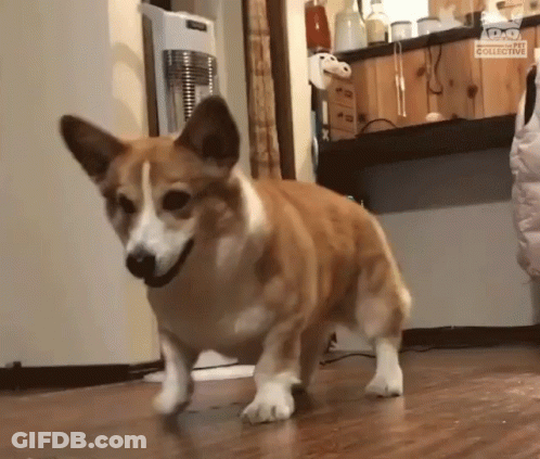 Brown And White Dog On Wooden Floor With Collective GIF