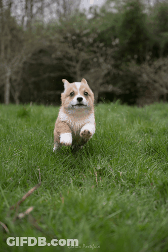 Brown And White Dog Running In Grassy Field Garden Postfair GIF