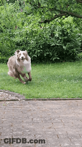 Brown And White Dog Running On Brick Path GIF