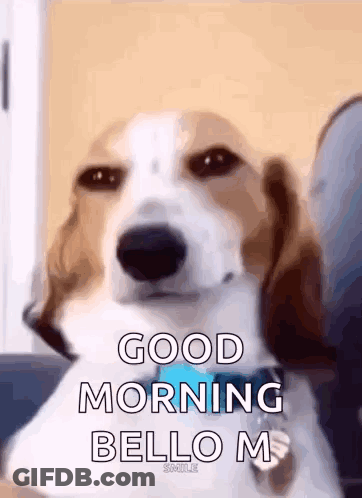 Brown And White Dog Saying Good Morning Bello M GIF