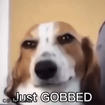 Brown And White Dog Saying Just Gobbed GIF