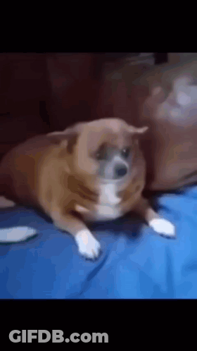 Brown And White Dog Saying Me With Your Dad Sleep Well GIF