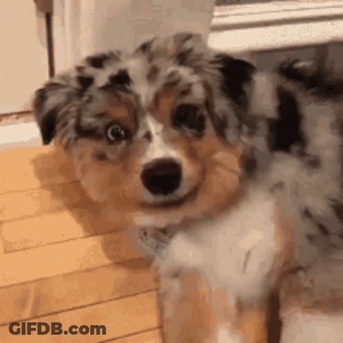 Brown And White Dog Sitting And Smiling GIF