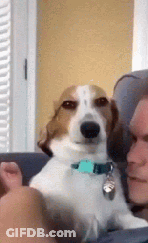 Brown And White Dog Sitting Beside Man On Couch GIF