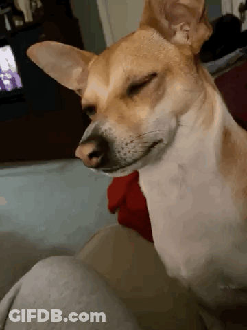 Brown And White Dog Sitting Eyes Closed On Couch GIF