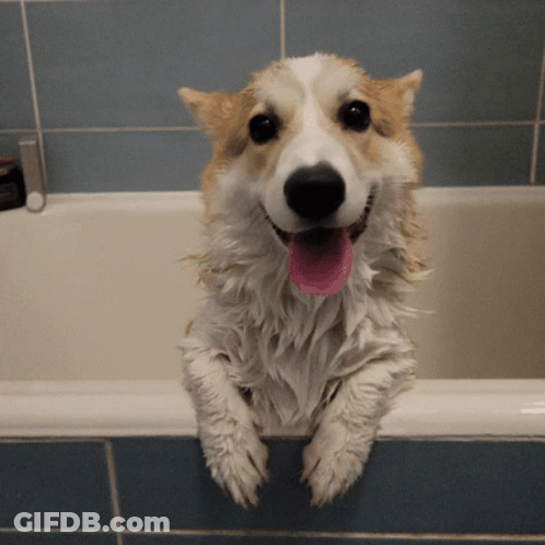 Brown And White Dog Sitting In Bathtub With Tongue Out GIF
