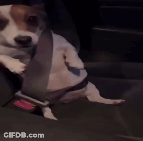 Brown And White Dog Sitting In Car Seat GIF