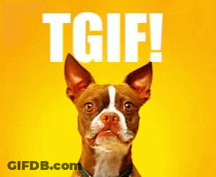 Brown And White Dog Sitting In Front Of TGIF Sign GIF