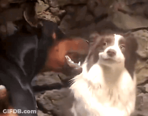 Brown And White Dog Sitting In Rocky Area GIF