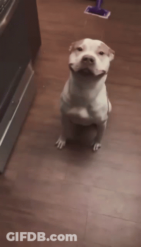 Brown And White Dog Sitting GIF