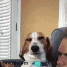 Brown And White Dog Sitting Next To Man GIF