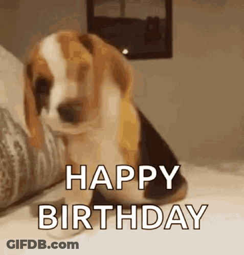Brown And White Dog Sitting On Bed Happy Birthday GIF