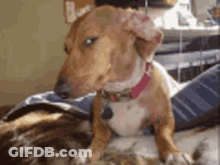 Brown And White Dog Sitting On Bed GIF