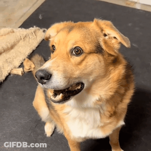 Brown And White Dog Sitting On Black Mat Mouth Open GIF