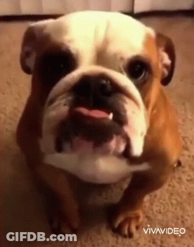 Brown And White Dog Sitting On Carpet With Mouth Open Vivavideo GIF