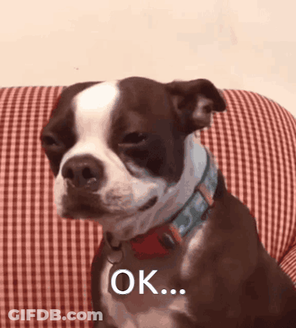 Brown And White Dog Sitting On Checkered Couch Saying Ok GIF