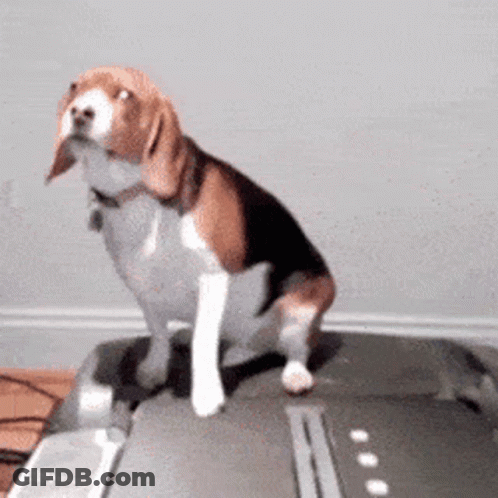 Brown And White Dog Sitting On Computer Monitor GIF