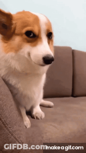 Brown And White Dog Sitting On Couch GIF